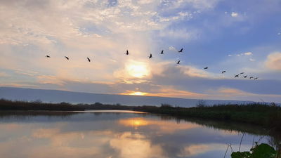 מרהיב: 40,600 עגורים באגמון החולה • צפו