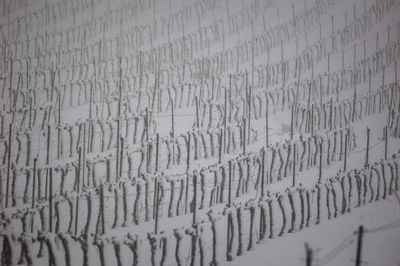 הסוסים, החיילים, הרכבים והיקב - מושלגים