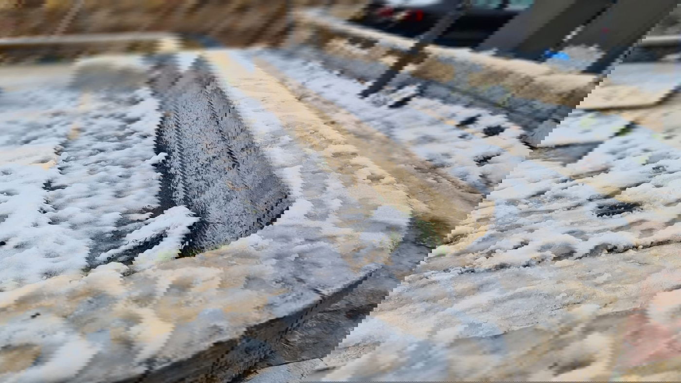 אלו הן בובות השלג של הילדים הירושלמים