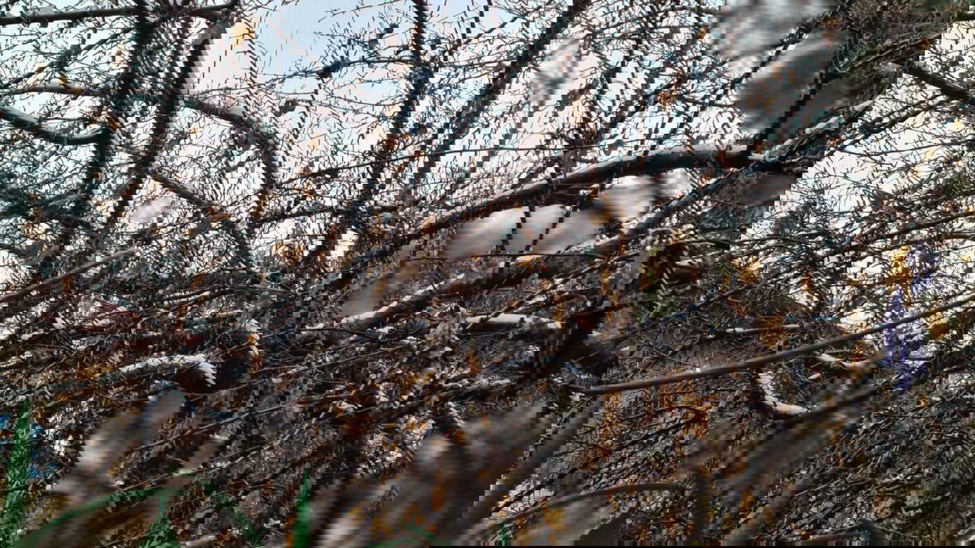 אלו הן בובות השלג של הילדים הירושלמים