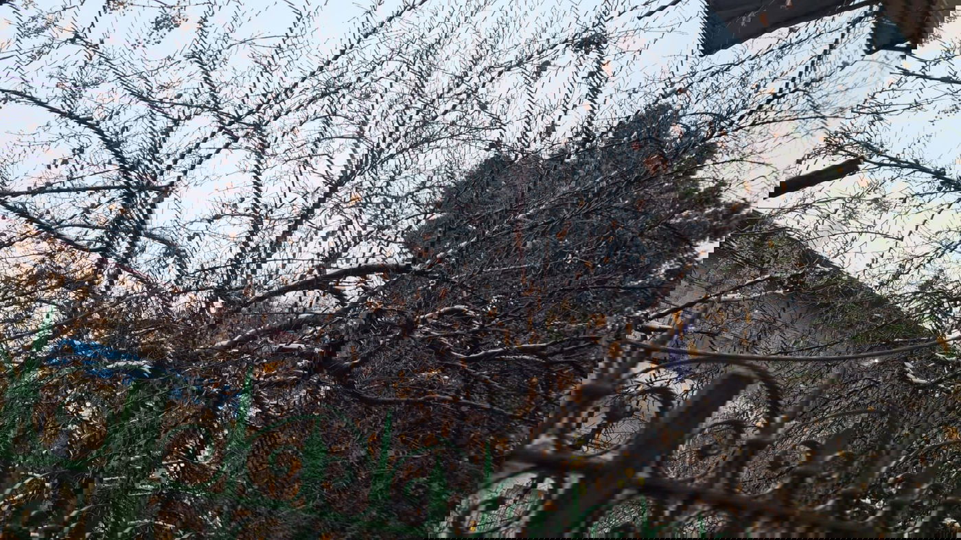 אלו הן בובות השלג של הילדים הירושלמים