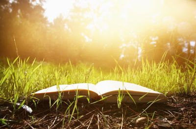 אילוסטרציה