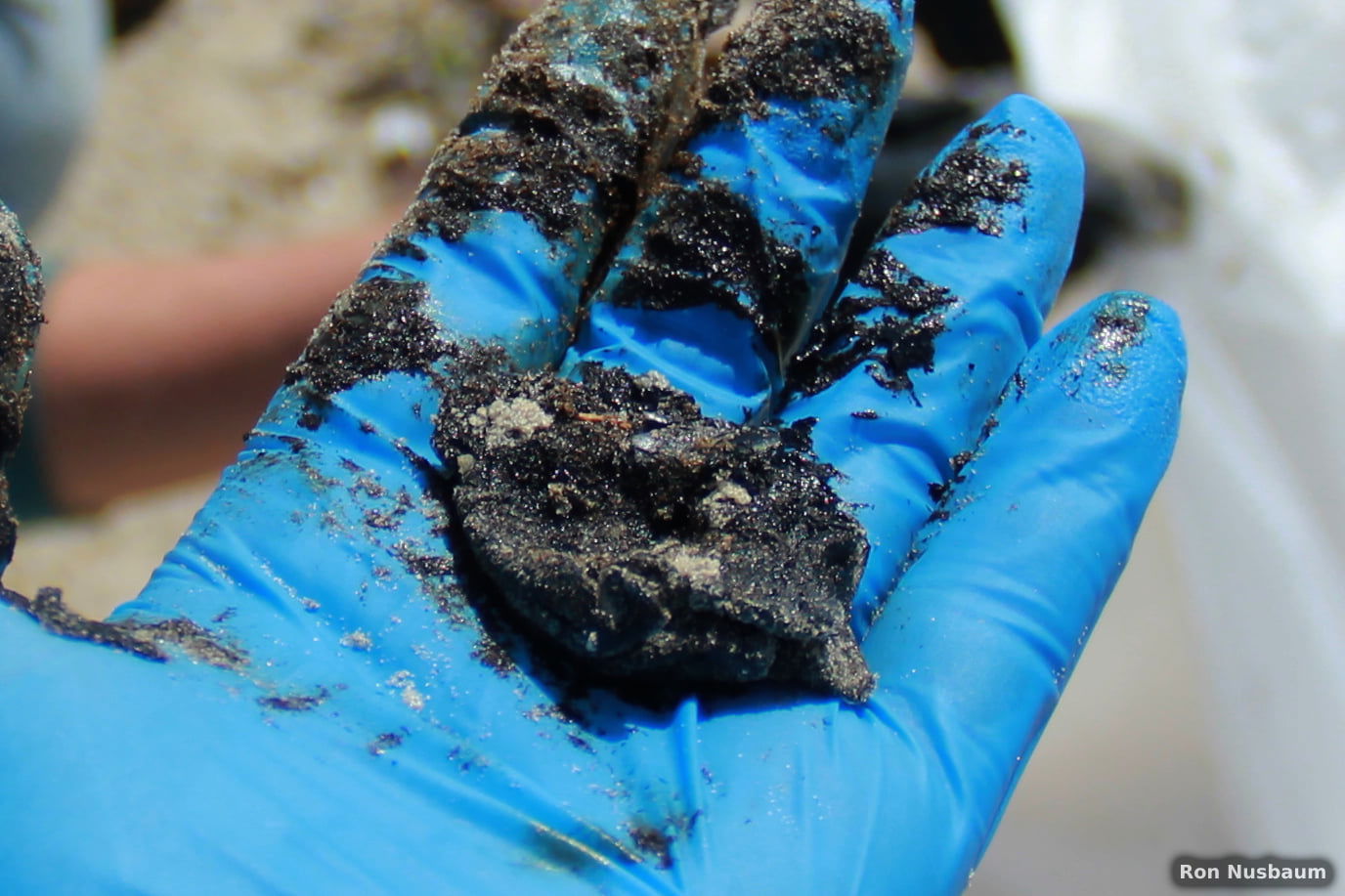 ‏אסון אקולוגי מהחמורים ביותר שהיו בישראל