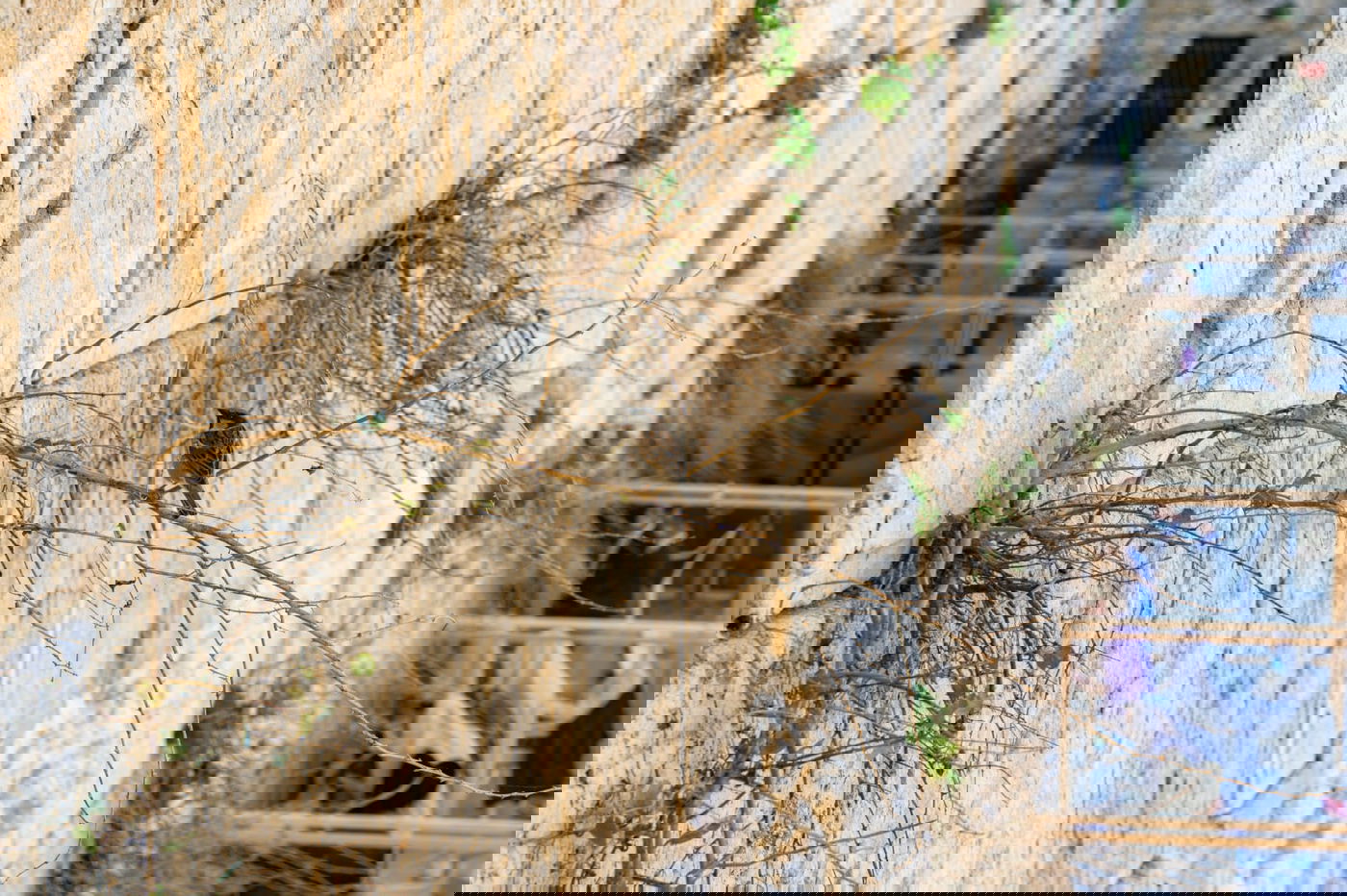 כך שומרים על בריאות אבני הכותל המערבי