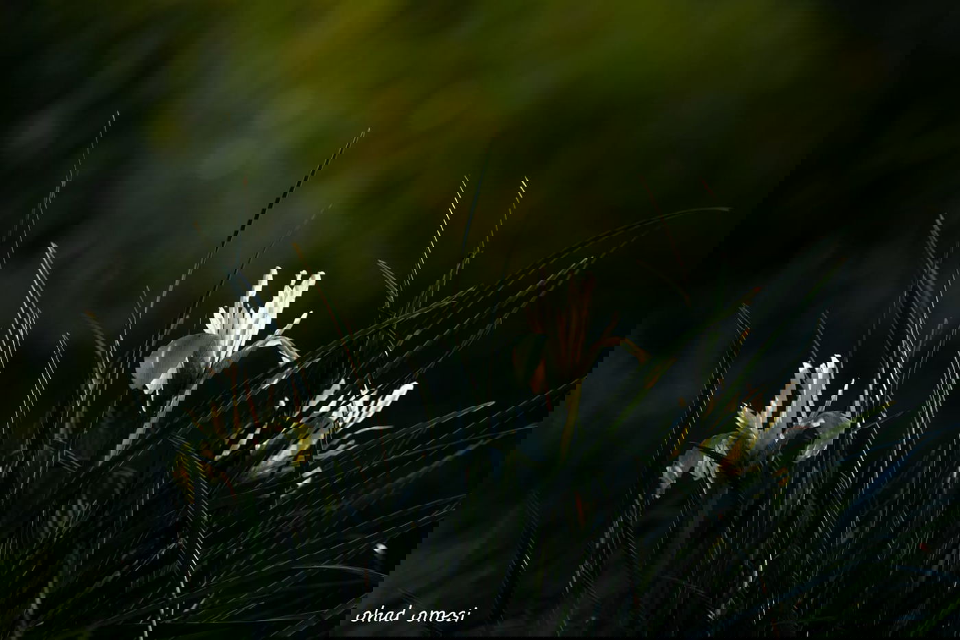 מדהים: פריחת אירוס הגולן - הראשון לעונה