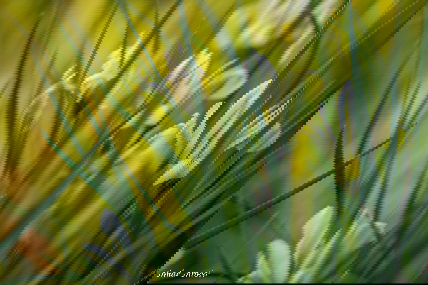 מדהים: פריחת אירוס הגולן - הראשון לעונה