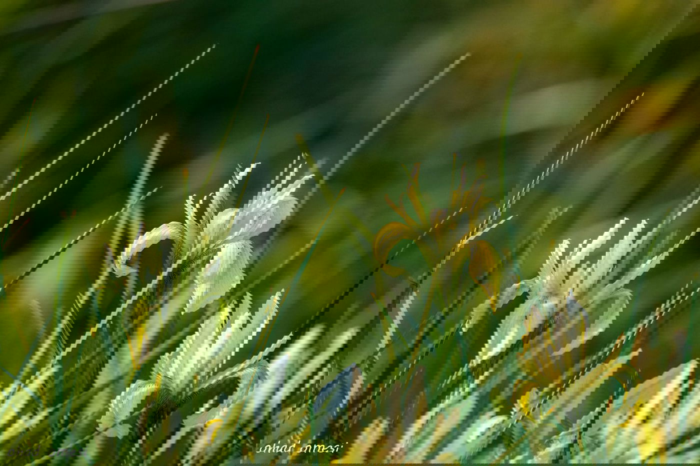 מדהים: פריחת אירוס הגולן - הראשון לעונה