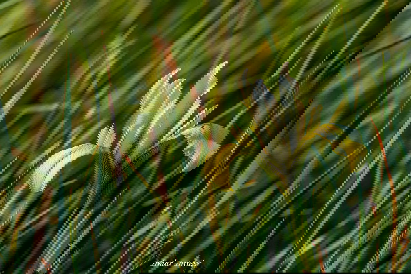 מדהים: פריחת אירוס הגולן - הראשון לעונה