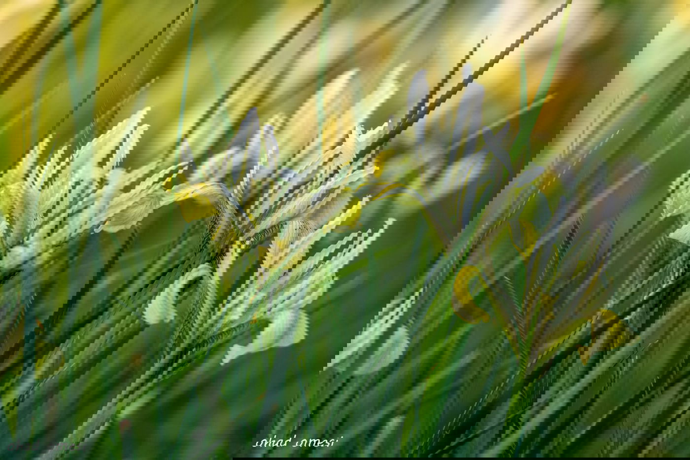 מדהים: פריחת אירוס הגולן - הראשון לעונה