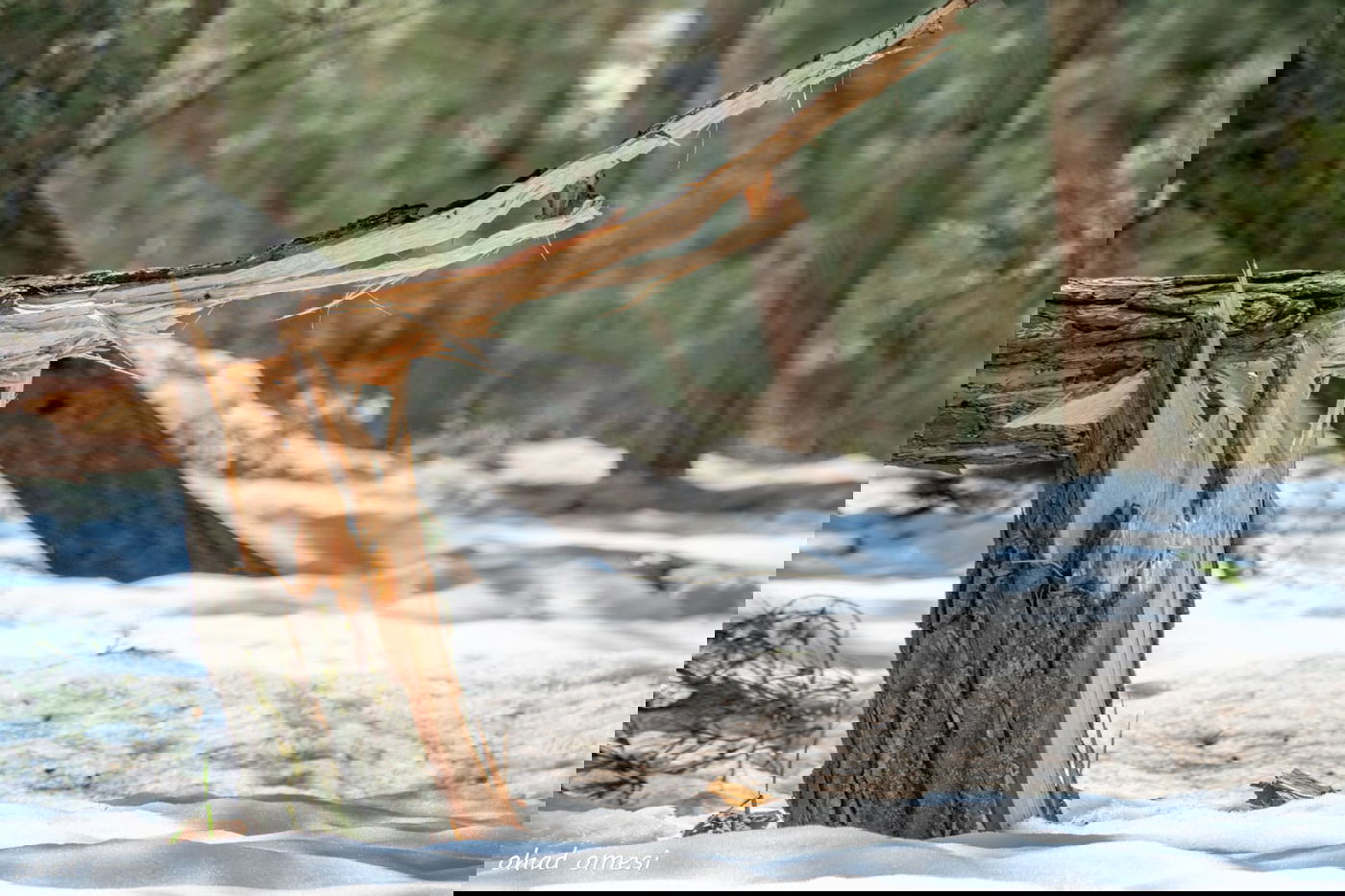 מדהים: פריחת אירוס הגולן - הראשון לעונה