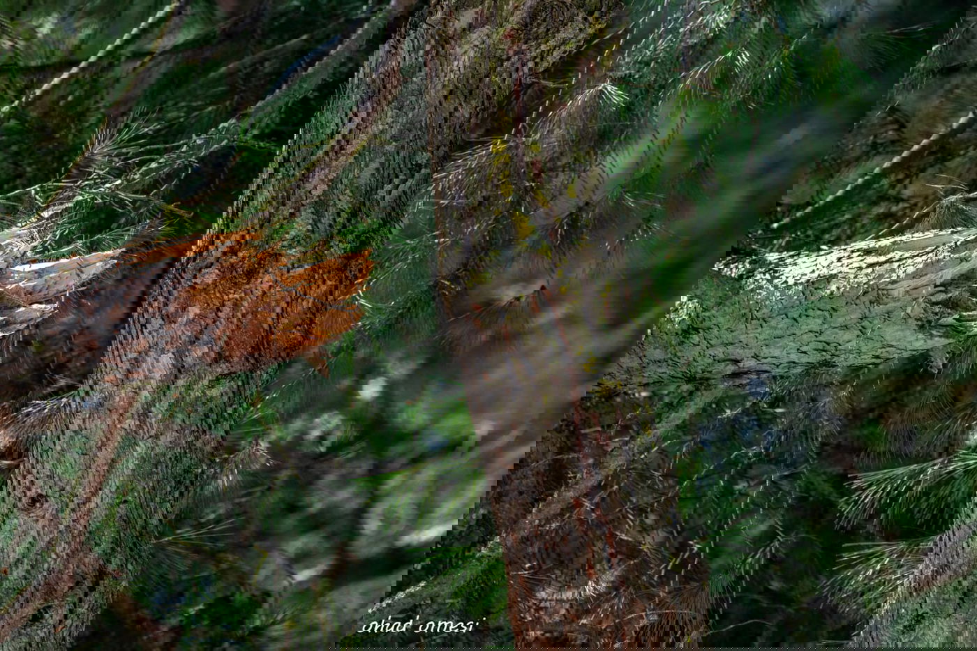 מדהים: פריחת אירוס הגולן - הראשון לעונה