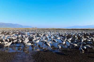 תיעוד מרהיב: נדידת הציפורים בעמק החולה
