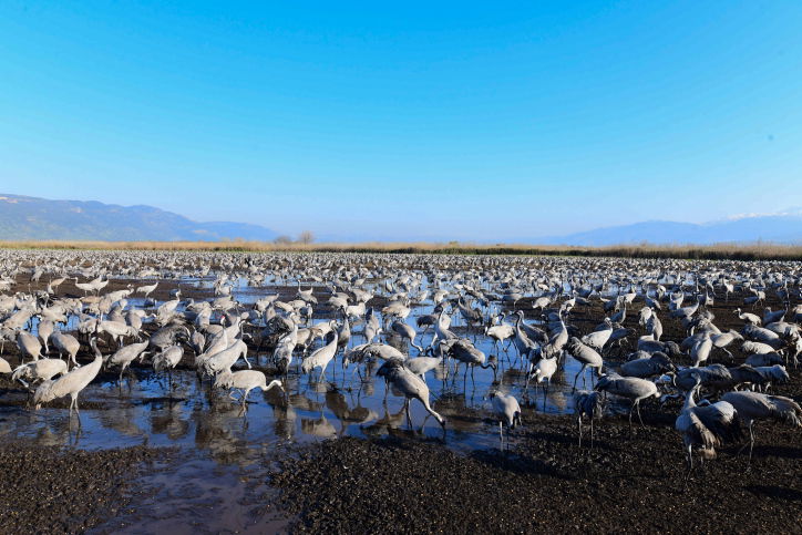 תיעוד מרהיב: נדידת הציפורים בעמק החולה