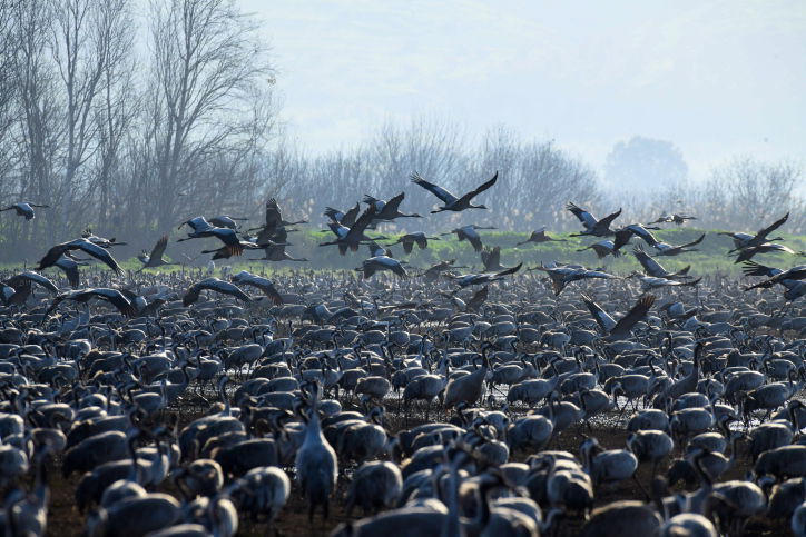תיעוד מרהיב: נדידת הציפורים בעמק החולה