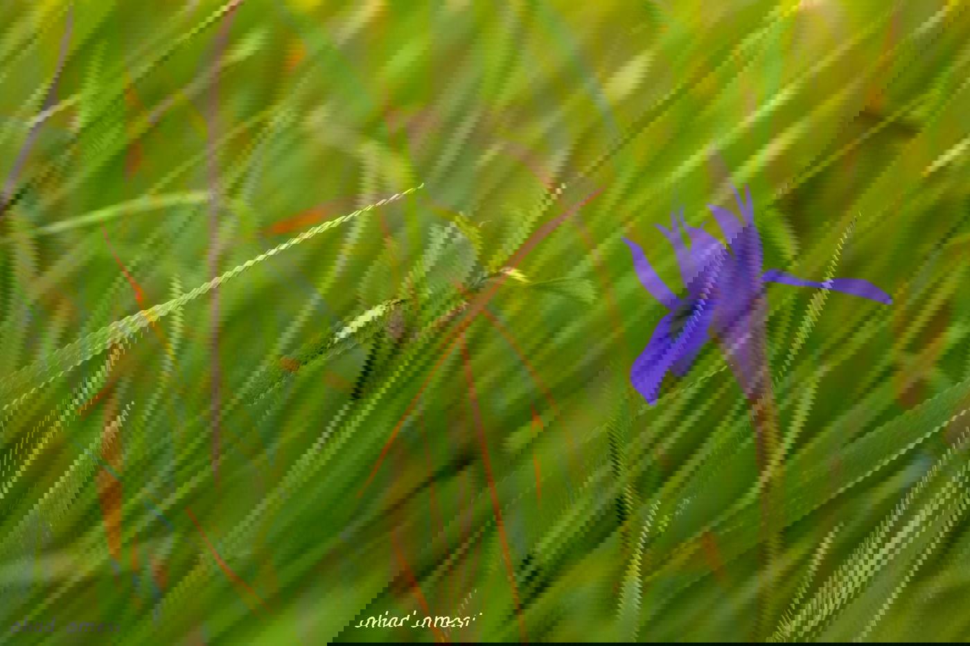 מרהיב: התחלת פריחת אירוס הגולן • גלריה
