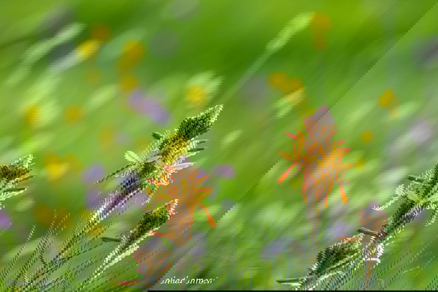 מרהיב: התחלת פריחת אירוס הגולן • גלריה