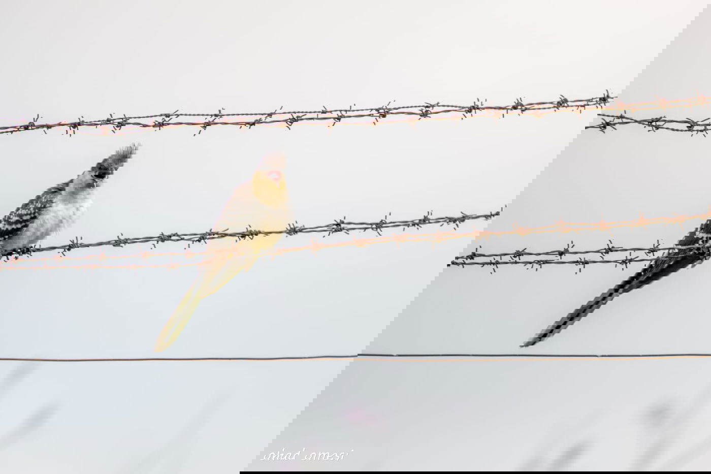 מרהיב: התחלת פריחת אירוס הגולן • גלריה