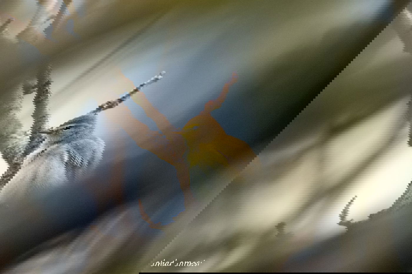 מרהיב: התחלת פריחת אירוס הגולן • גלריה