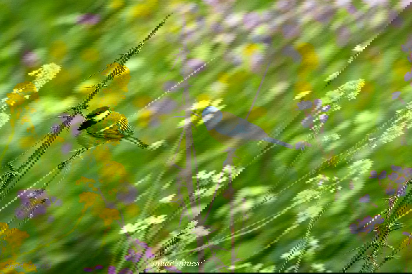 מרהיב: התחלת פריחת אירוס הגולן • גלריה
