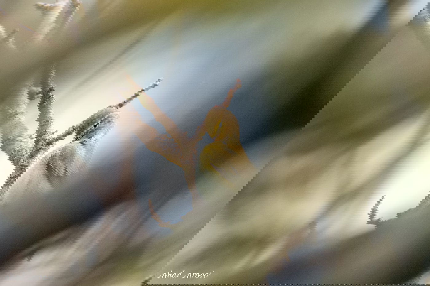 מרהיב: התחלת פריחת אירוס הגולן • גלריה