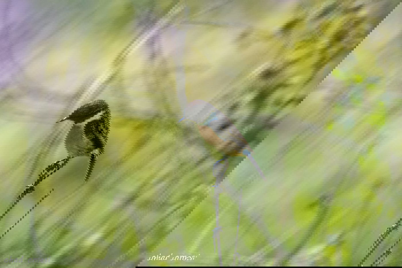 מרהיב: התחלת פריחת אירוס הגולן • גלריה