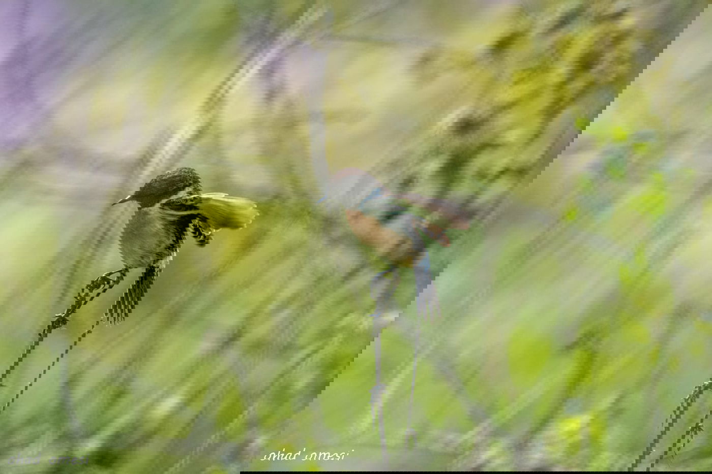 מרהיב: התחלת פריחת אירוס הגולן • גלריה