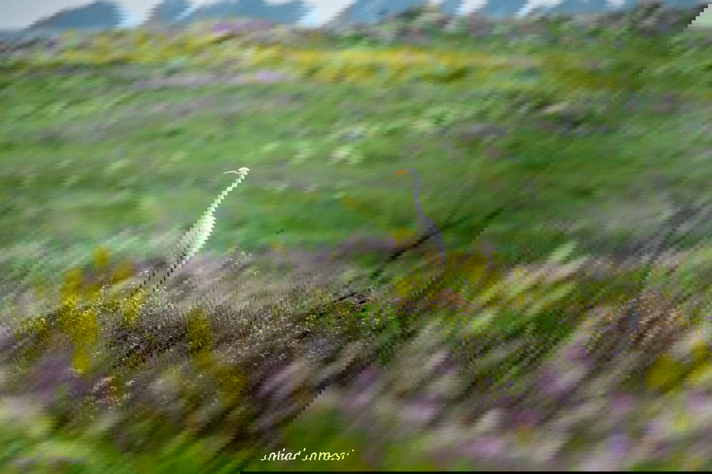 מרהיב: התחלת פריחת אירוס הגולן • גלריה