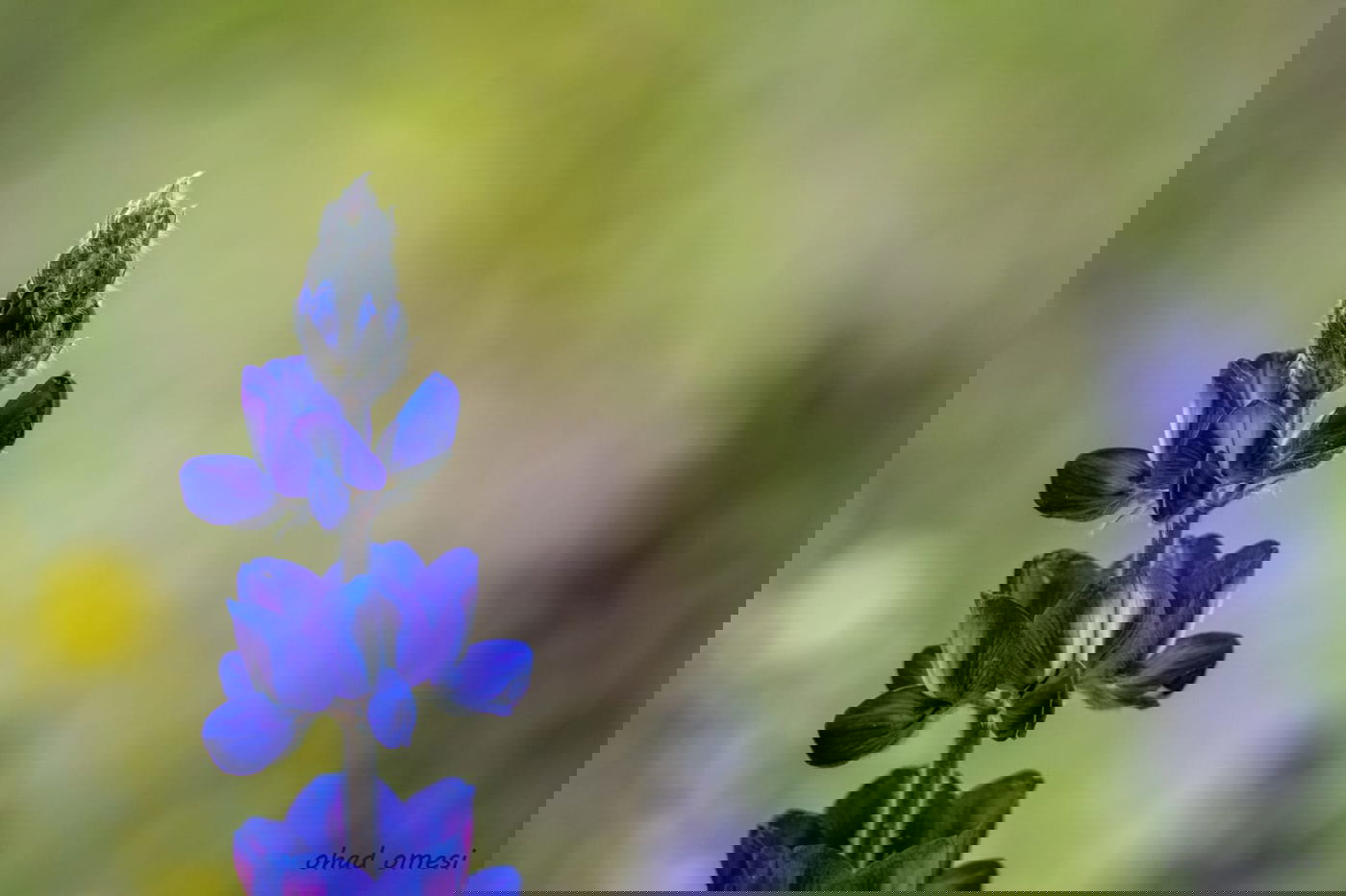 מרהיב: התחלת פריחת אירוס הגולן • גלריה