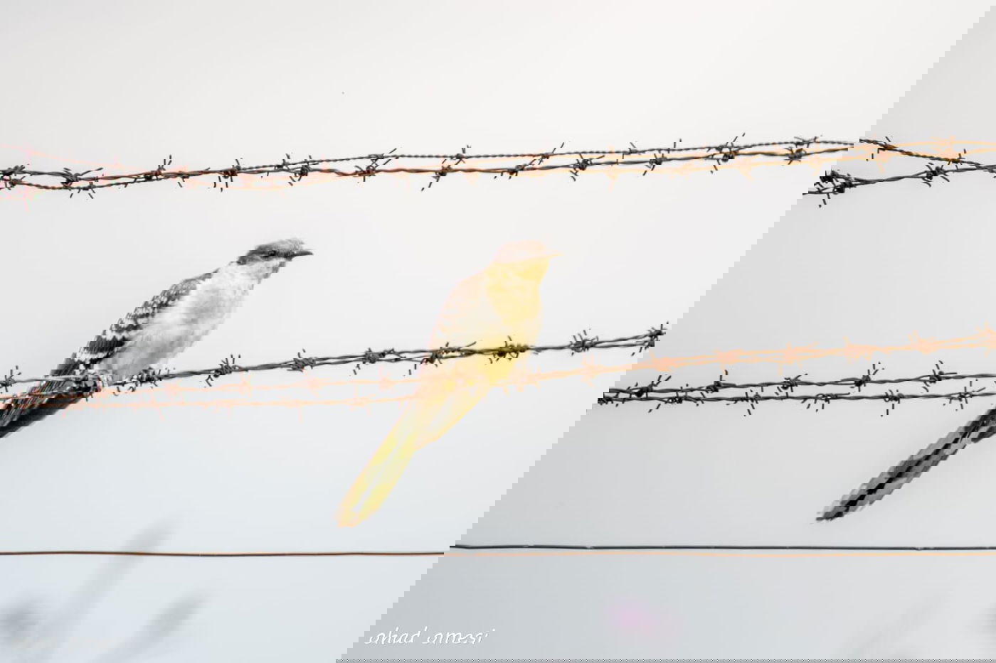 מרהיב: התחלת פריחת אירוס הגולן • גלריה