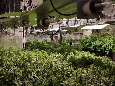 מטורף: מעבדת סמים בלב הישוב החרדי