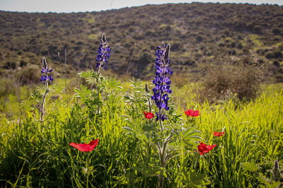 התחזית: השרב יישבר, ייתכן גשם בצפון הארץ