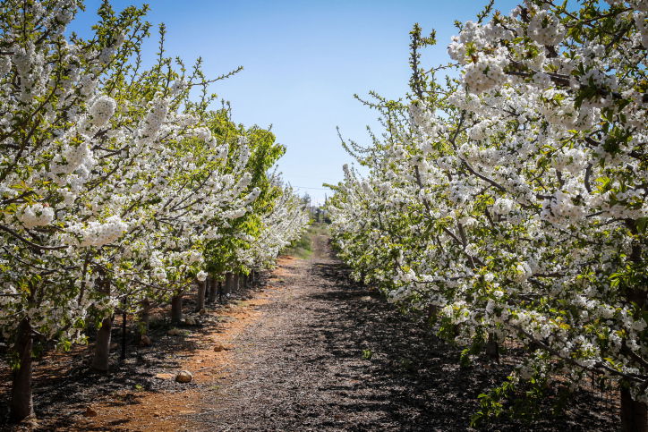 דיני ברכת האילנות // הרב חיים אטיאס