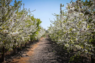 דיני ברכת האילנות // הרב חיים אטיאס
