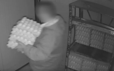 תועד במצלמות: גנב מהשכן שלו 4,830 ביצים