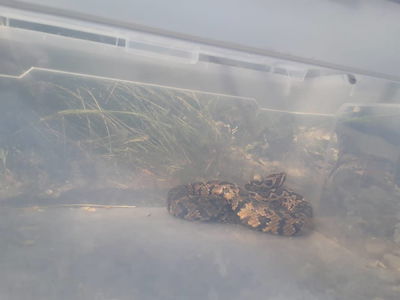 זהירות; נחש צפע התגלה בתוך ארון חשמל בבני ברק • צפו