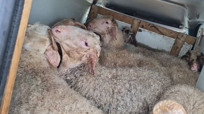 הכבשים שנתפסו