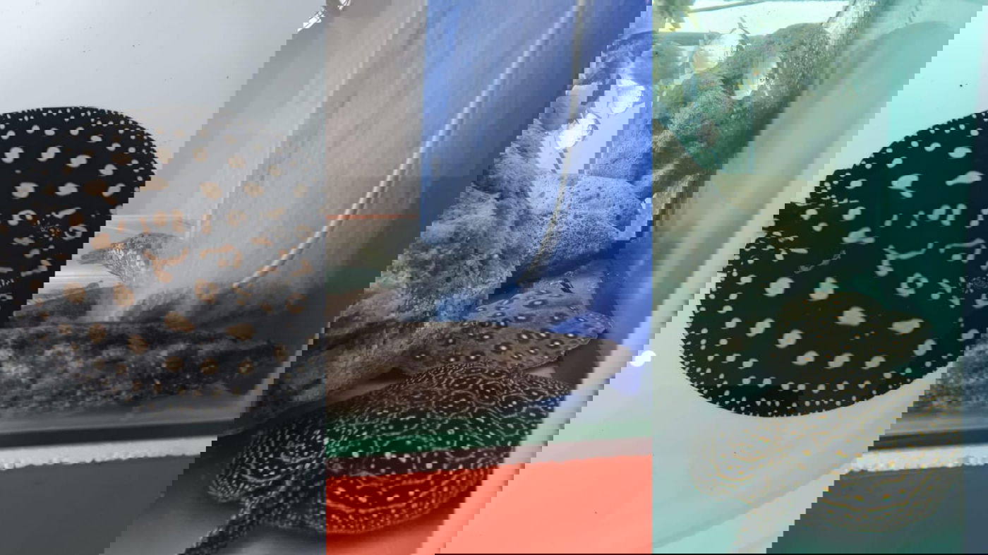 עשרות דגים מסוכנים נמצאו באקווריום פרטי