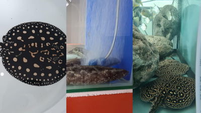 עשרות דגים מסוכנים נמצאו באקווריום פרטי