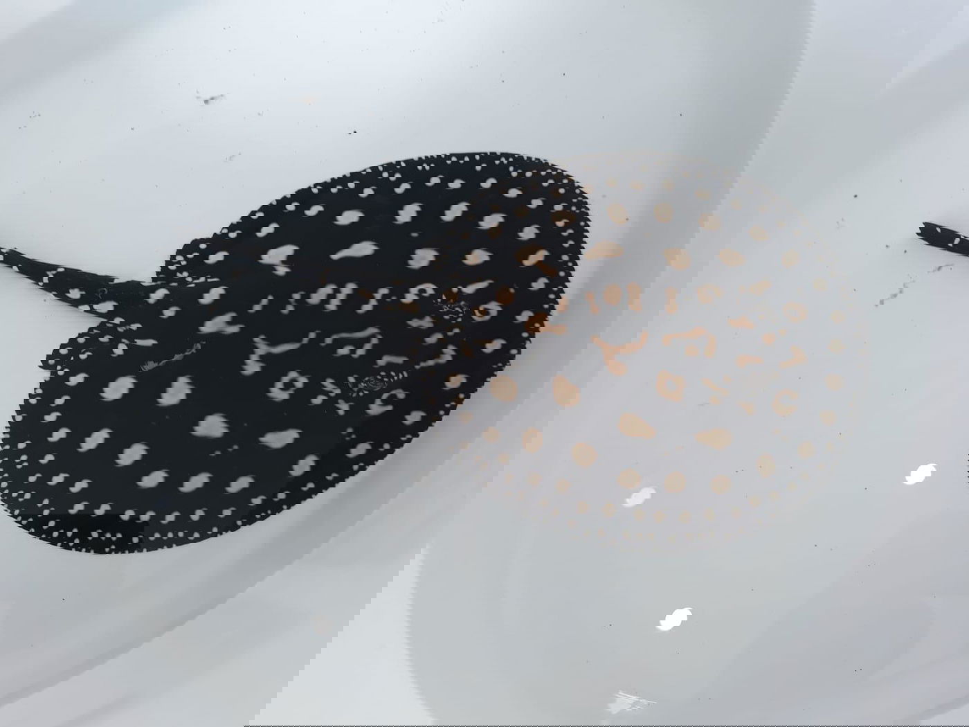 עשרות דגים מסוכנים נמצאו באקווריום פרטי