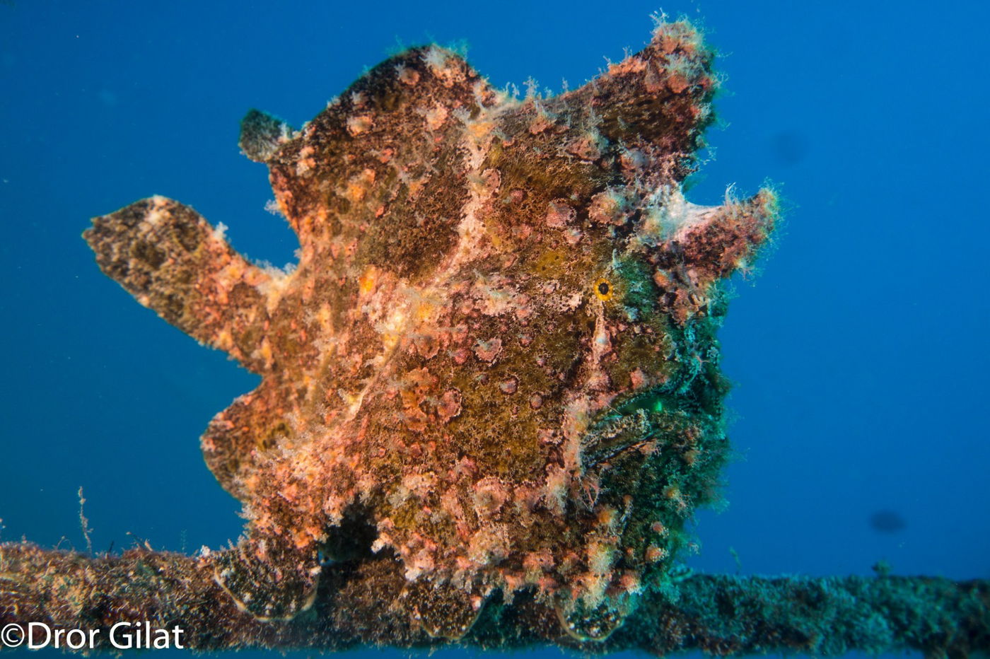 פיתיונאי, דג איטי ומגושם הנראה כמו אלמוג וצד דגים מן המארב. הפיתיונאי יודע להלך על סנפיריו כמו גם לשחות באיטיות