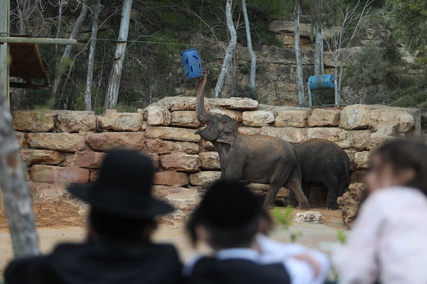 גן החיות התנ"כי - בפסח; תיעוד נדיר ומיוחד