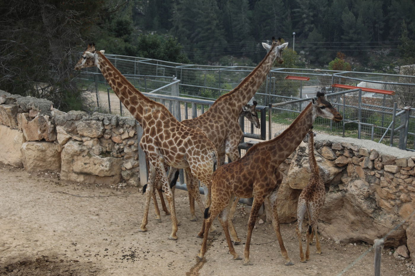 גן החיות התנ"כי - בפסח; תיעוד נדיר ומיוחד