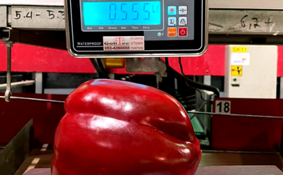 פלפל ענק במשקל 0.555 ק"ג צמח ב'עידן'