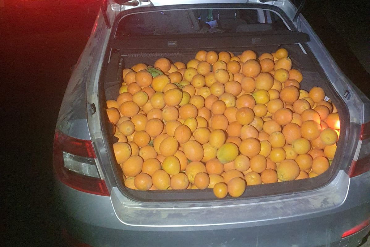 התפוזים בתא המטען