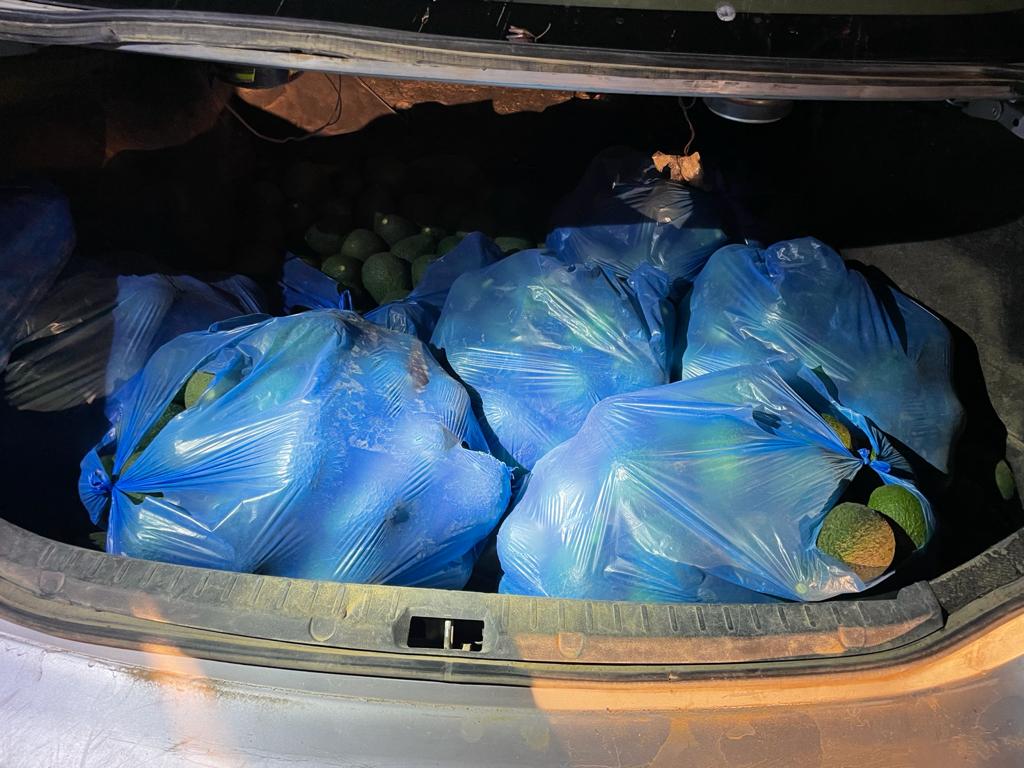 שני בדואים נעצרו כשגנבו מאות ק"ג אבוקדו