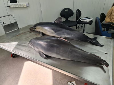 הדולפינים שנמצאו מתים