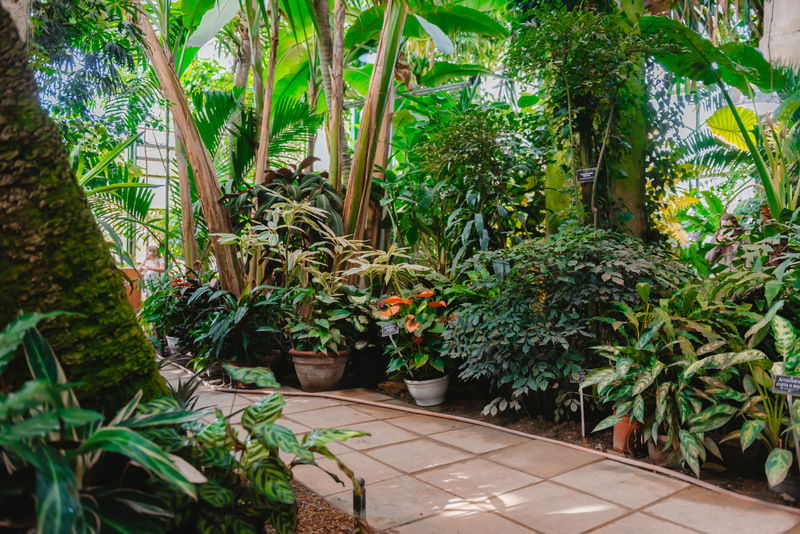 ברכת האילנות בגן הוותיק ביותר ברוסיה; צפו