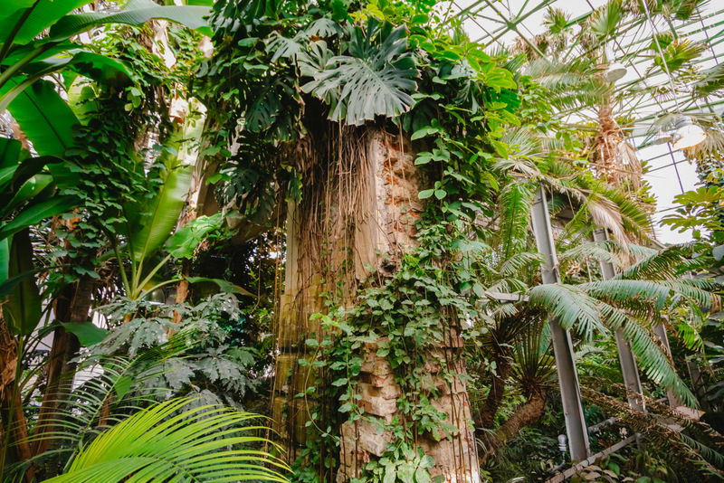 ברכת האילנות בגן הוותיק ביותר ברוסיה; צפו