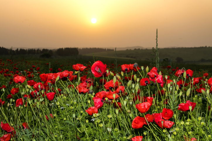 פרגים ליד יקנעם