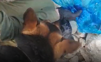 צפו: הכלב איתר נשקים, רימונים וחומרי נפץ